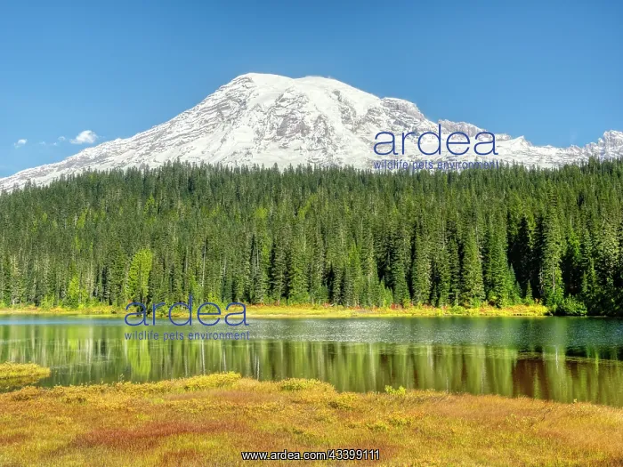 : Washington State, Mount Rainier National Park. Autumn : Washington State, Mount Rainier National Park. Autumn