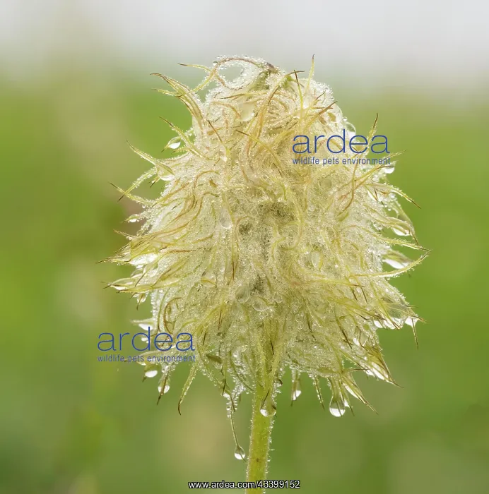 : Washington State, Mount Rainier National Park. Western : Washington State, Mount Rainier National Park. Western