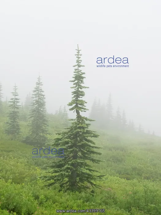  : Washington State, Mount Rainier National Park. Alpine