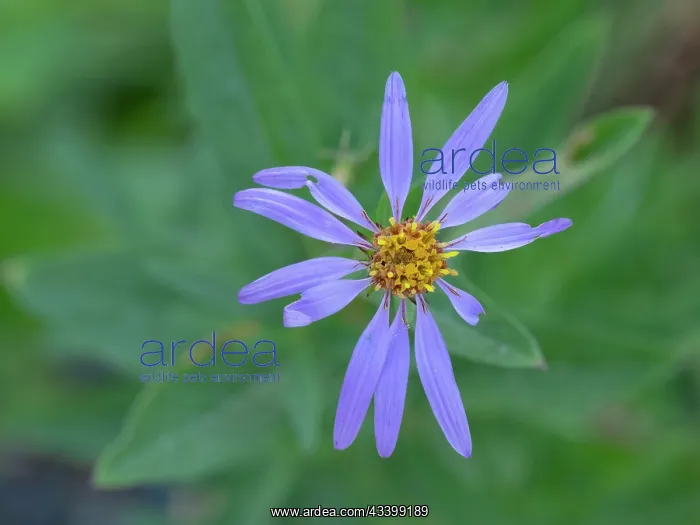 : Washington State, Mount Rainier National Park. Subalpine : Washington State, Mount Rainier National Park. Subalpine