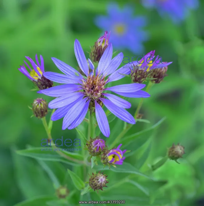 : Washington State, Mount Rainier National Park. Subalpine : Washington State, Mount Rainier National Park. Subalpine