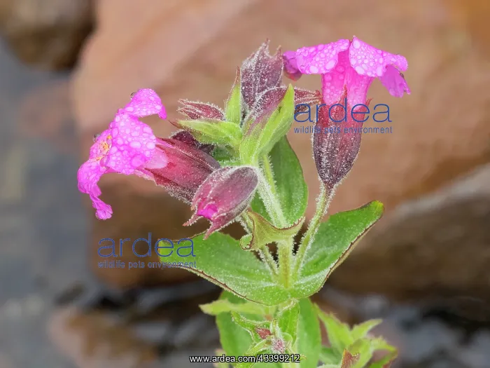 : Washington State, Mount Rainier National Park. Close-up : Washington State, Mount Rainier National Park. Close-up