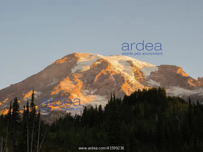 : Washington State, Mount Rainier National Park. Mount : Washington State, Mount Rainier National Park. Mount