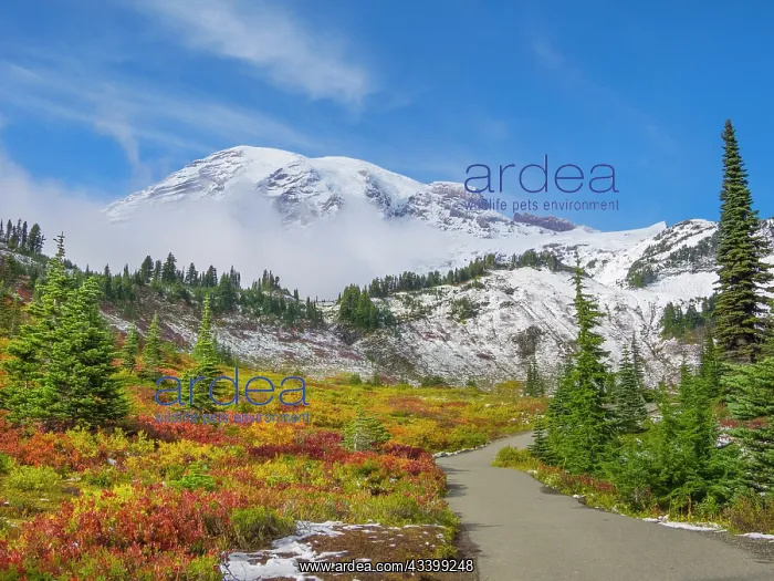 : Washington State, Mount Rainier National Park. Mount : Washington State, Mount Rainier National Park. Mount