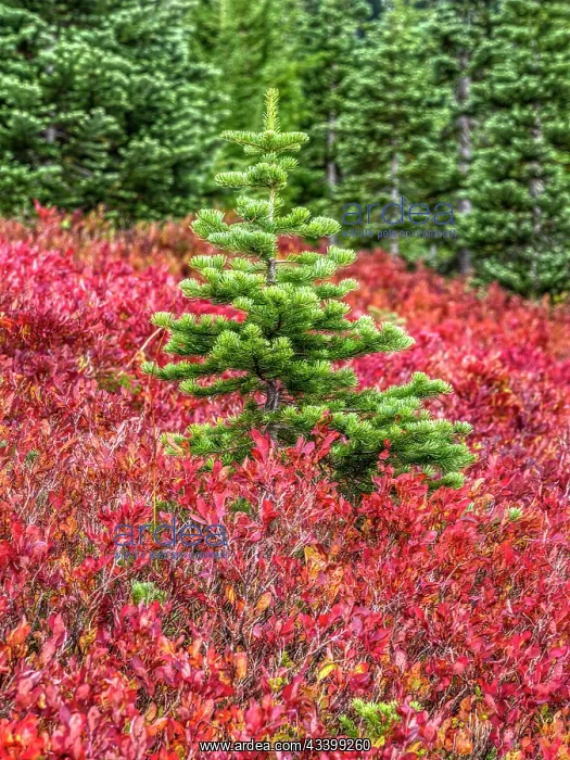 : Washington State, Mount Rainier National Park. Colorful : Washington State, Mount Rainier National Park. Colorful