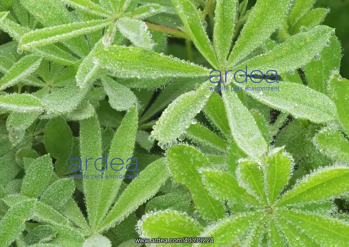 : Washington State, Mount Rainier National Park. Dew : Washington State, Mount Rainier National Park. Dew