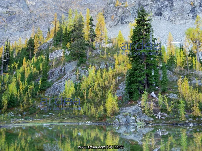 : Washington State, North Cascades, Alpine Pond with : Washington State, North Cascades, Alpine Pond with