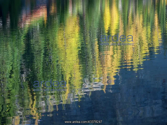 : Washington State, North Cascades, Blue Lake, Larch : Washington State, North Cascades, Blue Lake, Larch