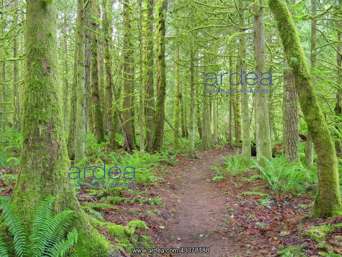 : Washington State, Tiger Mountain, Trail through : Washington State, Tiger Mountain, Trail through