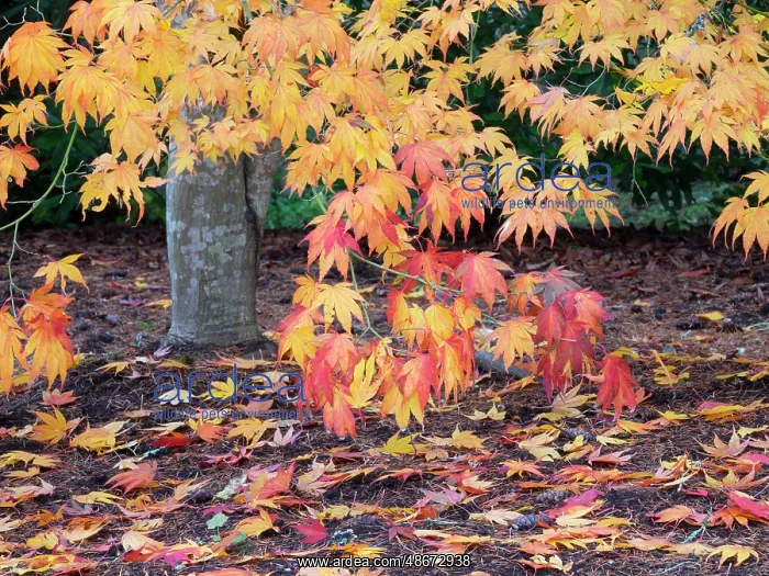: Washington State, USA. Autumn colored maple leaves : Washington State, USA. Autumn colored maple leaves