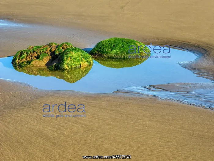 : Washington State, USA. Olympic National Park, Second Beach : Washington State, USA. Olympic National Park, Second Beach