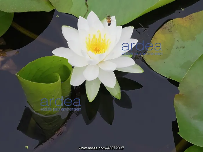 : Washington State, USA. Water lily in pond : Washington State, USA. Water lily in pond