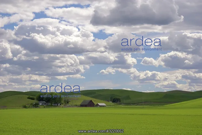 : Washington Wheat Farm : Washington Wheat Farm