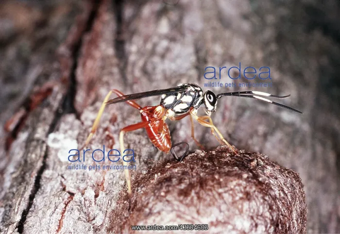 : WASP : WASP