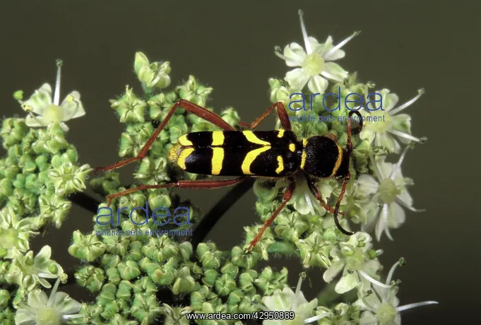 : Wasp Beetle : Wasp Beetle