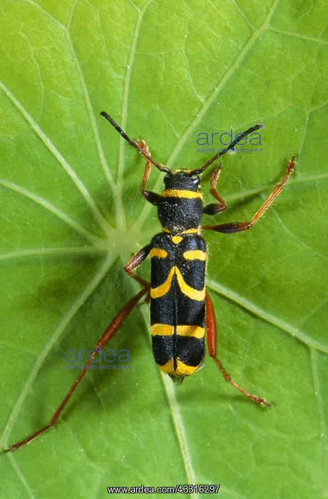 : Wasp Beetle : Wasp Beetle