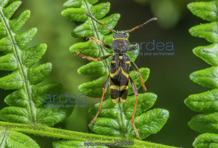 : Wasp beetle, Clytus arietis; Longhorn beetle set : Wasp beetle, Clytus arietis; Longhorn beetle set
