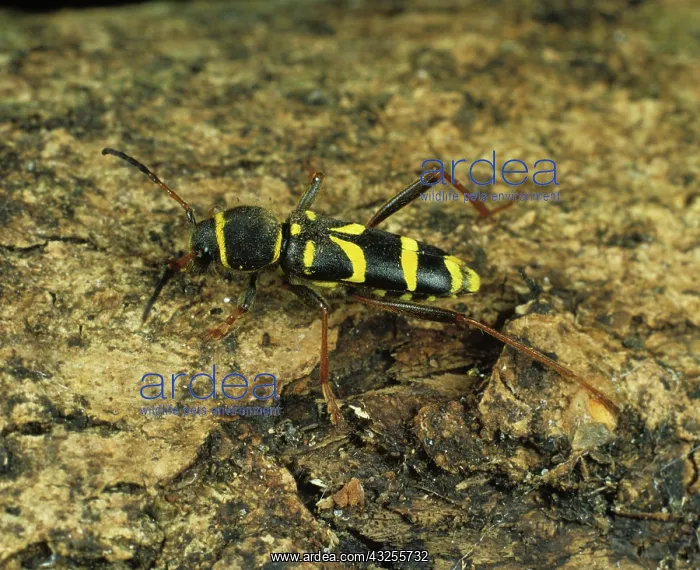 : Wasp Beetle (Clytus arietus) : Wasp Beetle (Clytus arietus)