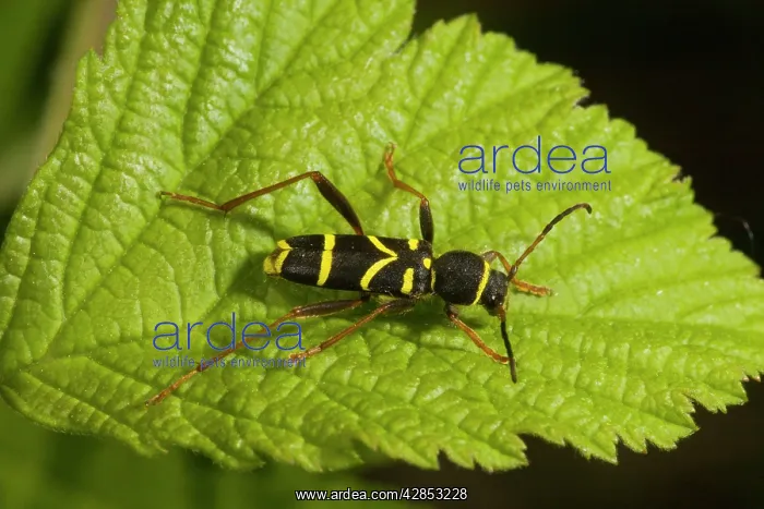 : Wasp Beetle - on leaf : Wasp Beetle - on leaf
