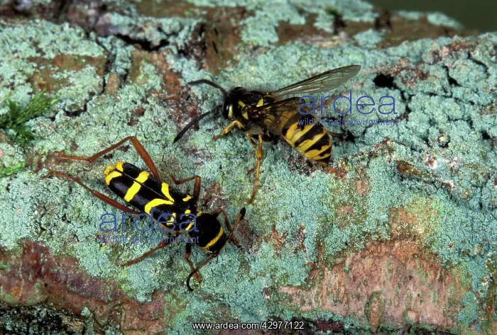 : Wasp Beetle - And Vespa vulgaris, wasp. Mimetic : Wasp Beetle - And Vespa vulgaris, wasp. Mimetic