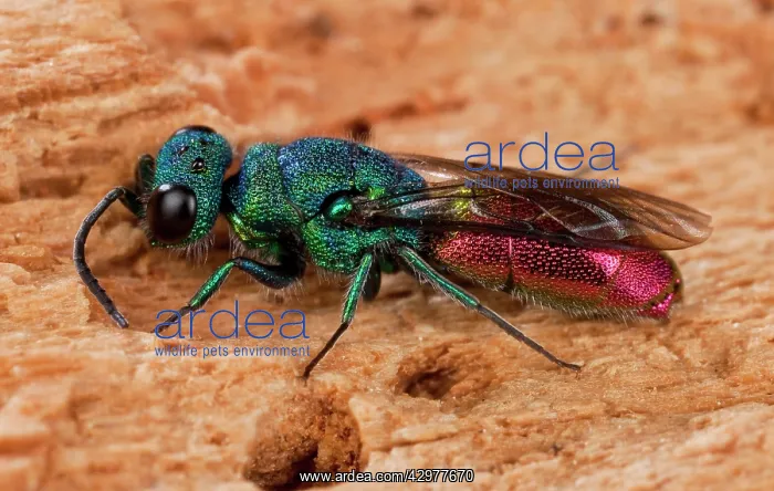  : Wasp (Chrysis ignita). Europe