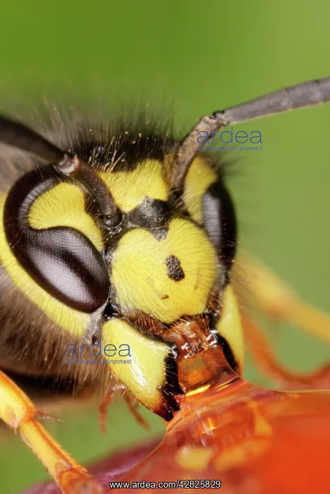 : Wasp - Close up of feeding : Wasp - Close up of feeding