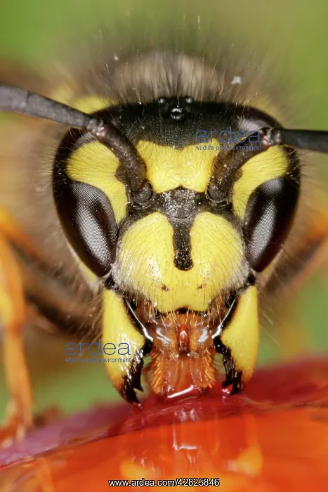 : Wasp - Close up of feeding : Wasp - Close up of feeding
