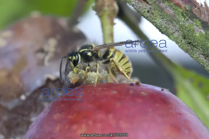 : Wasp Feeding on a Caterpillar : Wasp Feeding on a Caterpillar