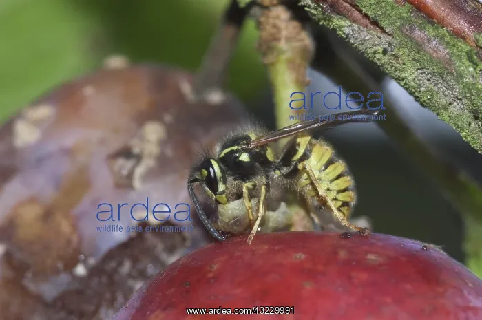 : Wasp Feeding on a Caterpillar : Wasp Feeding on a Caterpillar