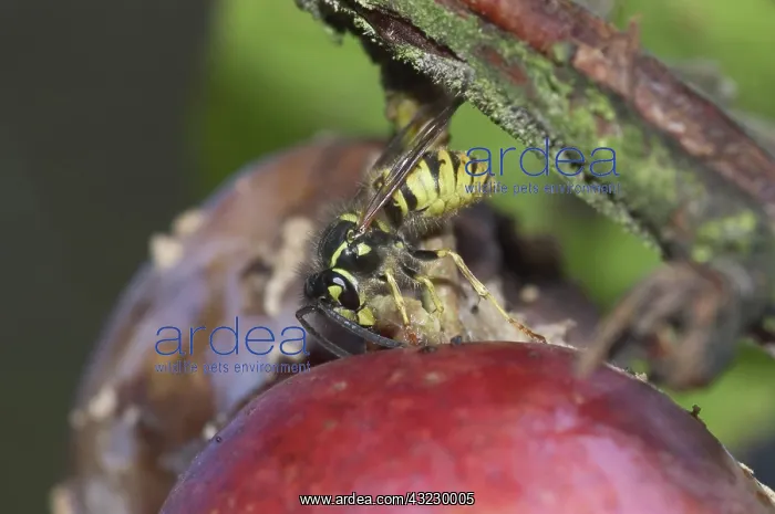 : Wasp Feeding on a Caterpillar : Wasp Feeding on a Caterpillar