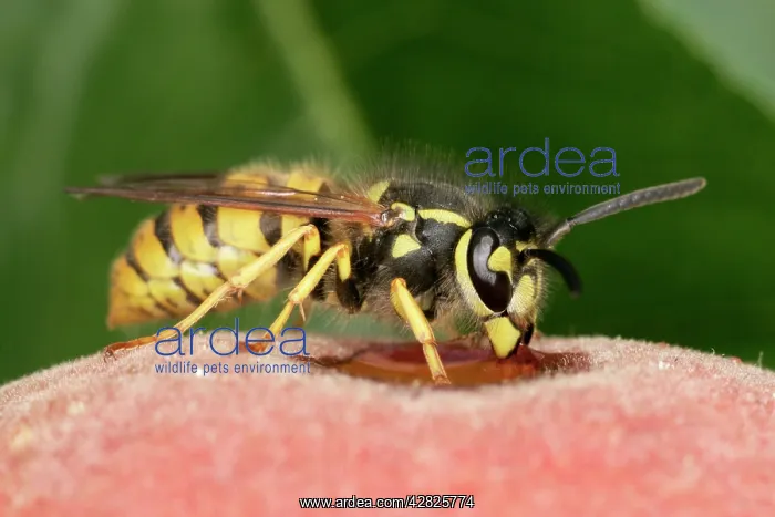 : WASP - feeding on peach : WASP - feeding on peach