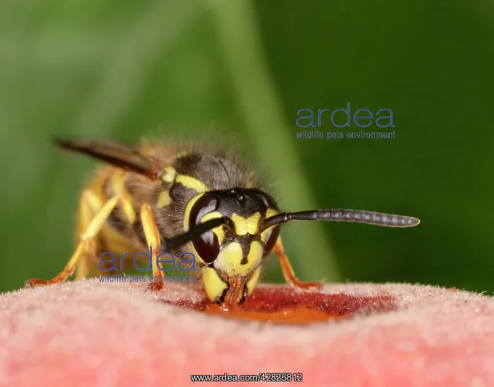  : Wasp - Feeding on peach