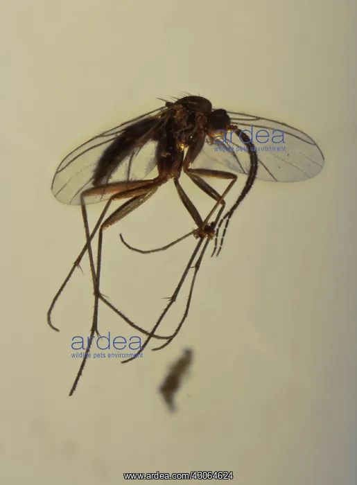 : Wasp Fly in Amber : Wasp Fly in Amber