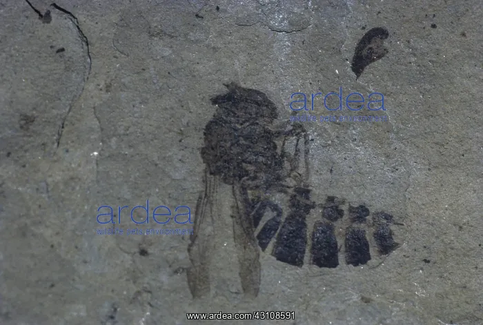 : Wasp Fossil : Wasp Fossil