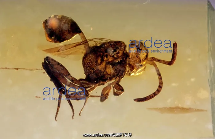 : Wasp Fossil - in amber : Wasp Fossil - in amber