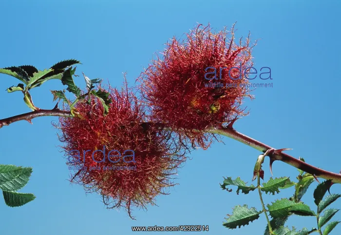  : Wasp Gall - on Rose Robins pincushion