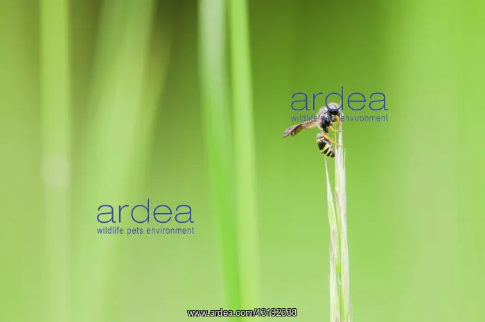 : Wasp on grass, Bourgogne - France : Wasp on grass, Bourgogne - France
