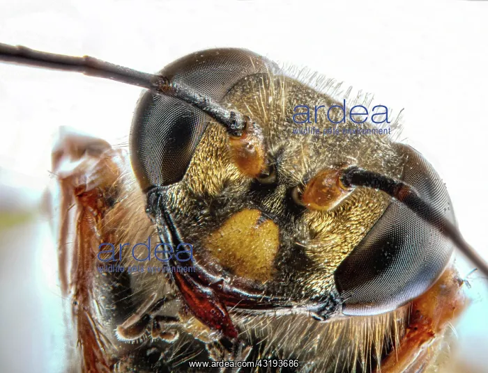 : Wasp head, macro close up, light background, Germany : Wasp head, macro close up, light background, Germany