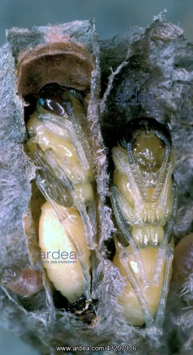  : Wasp larvae in their cells