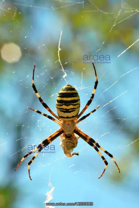 : Wasp-like Spider - with prey : Wasp-like Spider - with prey