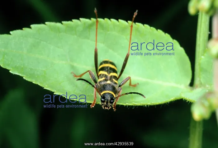  : Wasp Mimic Beetle
