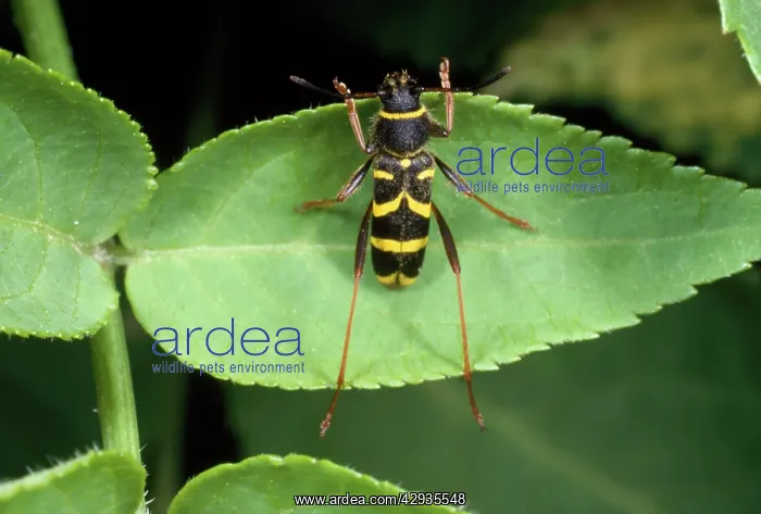 : Wasp Mimic Beetle : Wasp Mimic Beetle