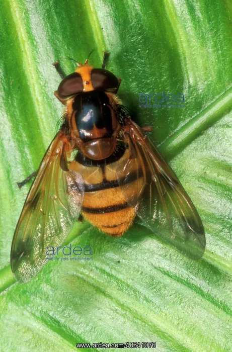 : Wasp mimic Hoverfly : Wasp mimic Hoverfly