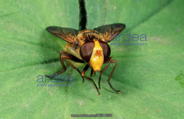 : Wasp mimic Hoverfly : Wasp mimic Hoverfly