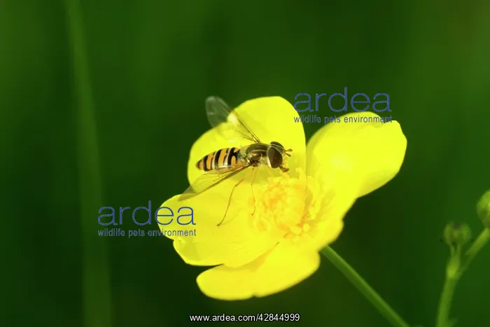 : Wasp mimic hoverfly - Hoverflies are harmless and : Wasp mimic hoverfly - Hoverflies are harmless and