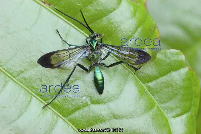  : Wasp Moth (Family Arctiidae). These moths often have metallic coloration