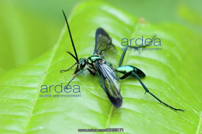 : Wasp Moth (Family Arctiidae). These moths often have metallic coloration : Wasp Moth (Family Arctiidae). These moths often have metallic coloration