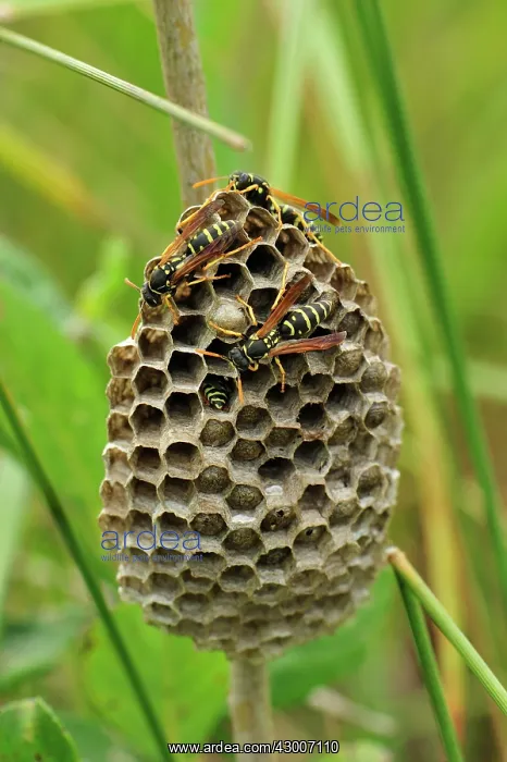  : Wasp nest Switzerland
