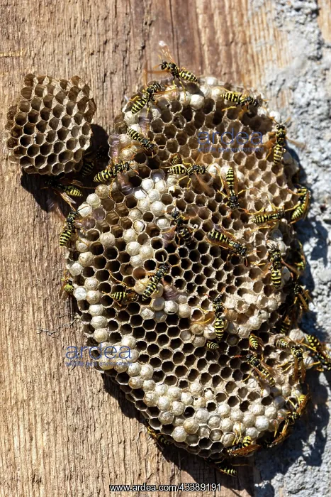 : WASP NEST. France, Brittany, Ille et Vilaine, Wasp nest on a board : WASP NEST. France, Brittany, Ille et Vilaine, Wasp nest on a board