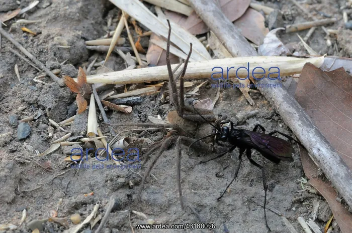: Wasp with Prey : Wasp with Prey